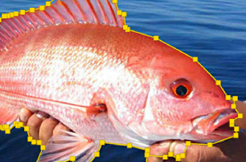 FISHIAL-FISH-ID-CHALLENGE